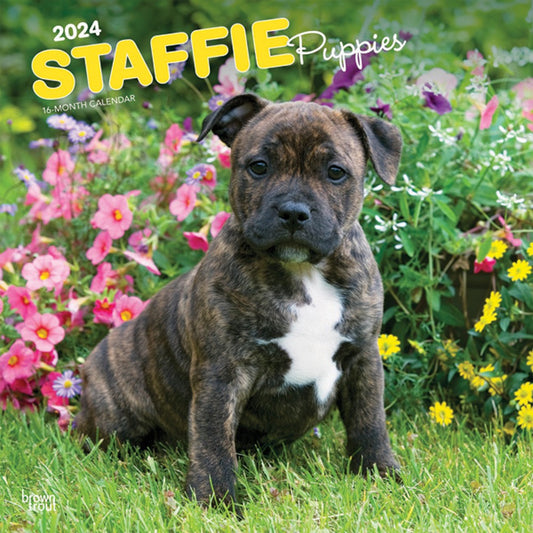 STAFFORDSHIRE BULL TERRIER PUPPIES 2024 SQUARE