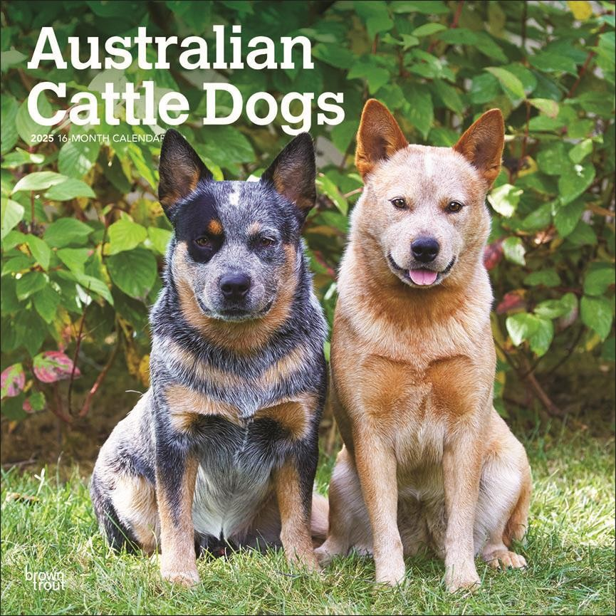 BROWN TROUT AUSTRALIAN CATTLE DOGS 2025 SQUARE CALENDAR