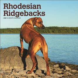 BROWN TROUT RHODESIAN RIDGEBACKS 2025 SQUARE CALENDAR