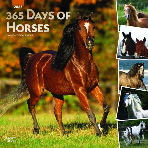 365 DAYS OF HORSES 2023 SQUARE FOIL CALENDAR