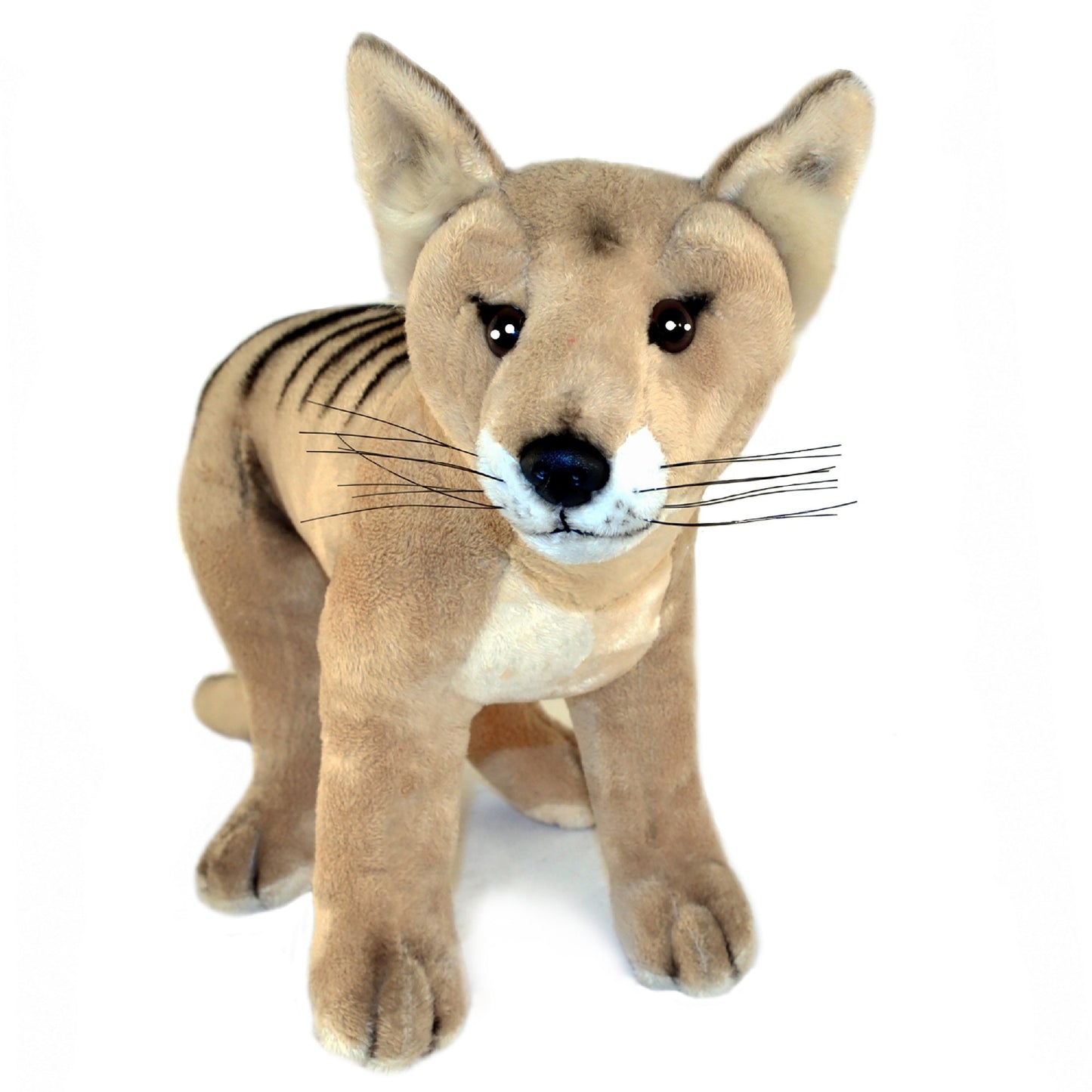 BOCCHETTA SAMMY TASMANIAN TIGER 24CM