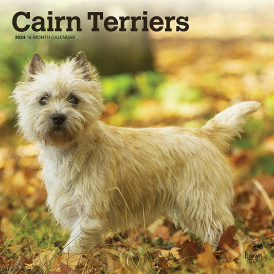 CAIRN TERRIERS 2024 SQUARE