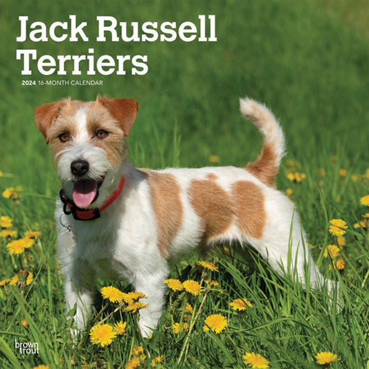 JACK RUSSELL TERRIERS 2024 SQUARE