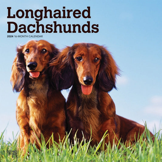 DACHSHUNDS, LONGHAIRED 2024 SQUARE