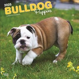 BROWN TROUT BULLDOG PUPPIES 2025 SQUARE CALENDAR