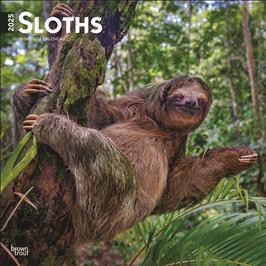 BROWN TROUT SLOTHS 2025 SQUARE CALENDAR