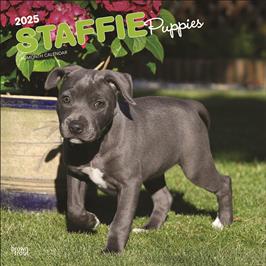 BROWN TROUT STAFFORDSHIRE BULL TERRIER PUPPIES 2025 SQUARE CALENDAR