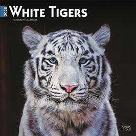 BROWN TROUT WHITE TIGERS 2025 SQUARE CALENDAR