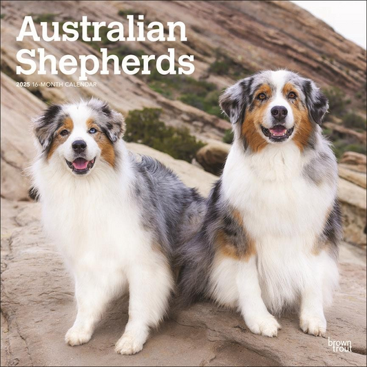 BROWN TROUT AUSTRALIAN SHEPHERDS 2025 SQUARE CALENDAR