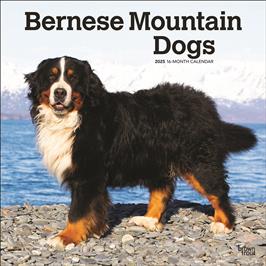 BROWN TROUT BERNESE MOUNTAIN DOGS 2025 SQUARE CALENDAR