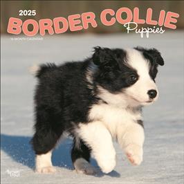 BROWN TROUT BORDER COLLIE PUPPIES 2025 SQUARE CALENDAR