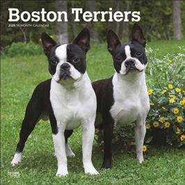 BROWN TROUT BOSTON TERRIERS 2025 SQUARE CALENDAR