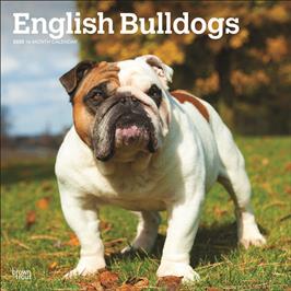 BROWN TROUT ENGLISH BULLDOGS 2025 SQUARE CALENDAR