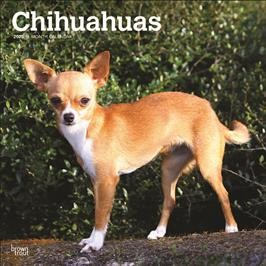 BROWN TROUT CHIHUAHUAS 2025 SQUARE CALENDAR