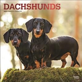 BROWN TROUT DACHSHUNDS 2025 SQUARE FOIL CALENDAR