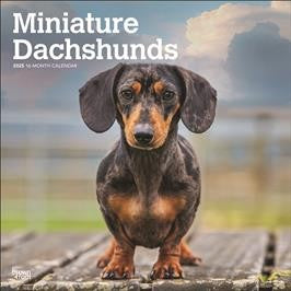 BROWN TROUT DACHSHUNDS, MINIATURE 2025 SQUARE CALENDAR