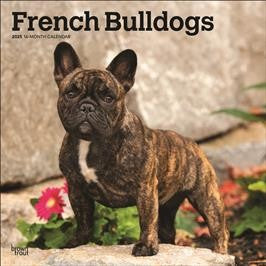 BROWN TROUT FRENCH BULLDOGS 2025 SQUARE CALENDAR