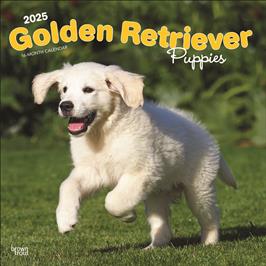 BROWN TROUT GOLDEN RETRIEVER PUPPIES 2025 SQUARE CALENDAR