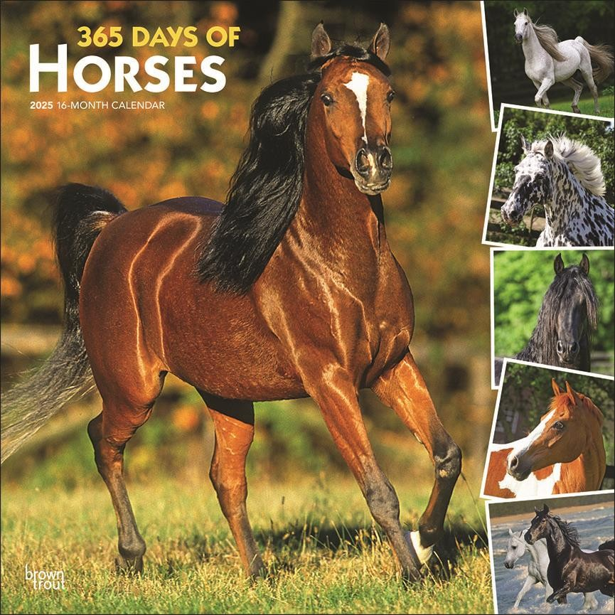 BROWN TROUT HORSES, 366 DAYS OF, 2025 SQUARE CALENDAR