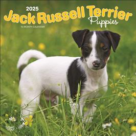 BROWN TROUT JACK RUSSELL TERRIER PUPPIES 2025 SQUARE CALENDAR