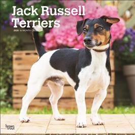 BROWN TROUT JACK RUSSELL TERRIERS 2025 SQUARE CALENDAR