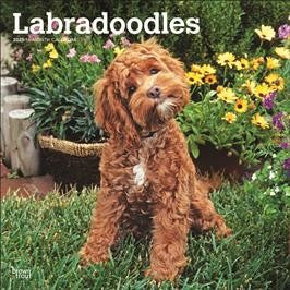 BROWN TROUT LABRADOODLES 2025 SQUARE CALENDAR