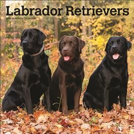 BROWN TROUT LABRADOR RETRIEVERS 2025 SQUARE CALENDAR