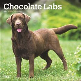 BROWN TROUT LABRADOR RETRIEVERS, CHOCOLATE 2025 SQUARE CALENDAR