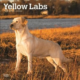 BROWN TROUT LABRADOR RETRIEVERS, YELLOW 2025 SQUARE CALENDAR