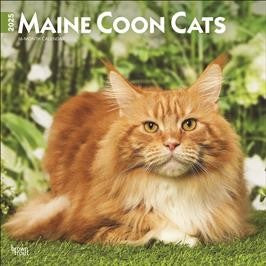 BROWN TROUT MAINE COON CATS 2025 SQUARE CALENDAR