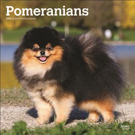 BROWN TROUT POMERANIANS 2025 SQUARE CALENDAR