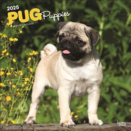 BROWN TROUT PUG PUPPIES 2025 SQUARE CALENDAR