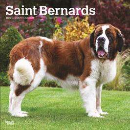 BROWN TROUT SAINT BERNARDS 2025 SQUARE CALENDAR