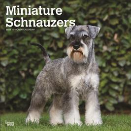 BROWN TROUT SCHNAUZERS, MINIATURE 2025 SQUARE CALENDAR