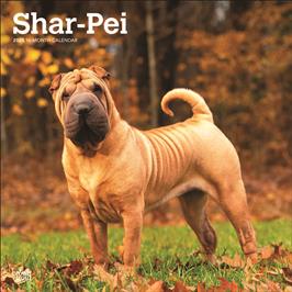 BROWN TROUT SHAR PEI 2025 SQUARE CALENDAR