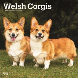 BROWN TROUT WELSH CORGIS 2025 SQUARE CALENDAR