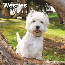 BROWN TROUT WEST HIGHLAND WHITE TERRIERS 2025 SQUARE CALENDAR