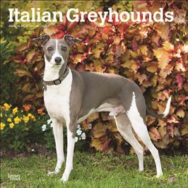 BROWN TROUT GREYHOUNDS, ITALIAN 2025 SQUARE CALENDAR