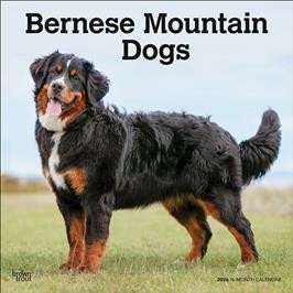 BERNESE MOUNTAIN DOGS 2026 SQUARE