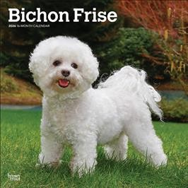 BICHON FRISE 2026 SQUARE