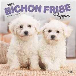 BICHON FRISE PUPPIES 2026 SQUARE
