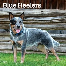 BLUE HEELERS 2026 SQUARE