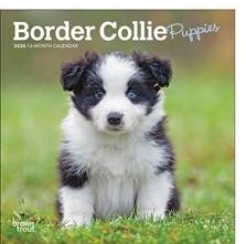 BORDER COLLIE PUPPIES 2026 MINI