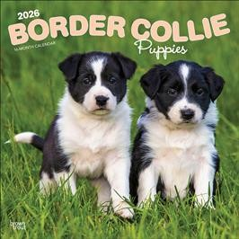 BORDER COLLIE PUPPIES 2026 SQUARE