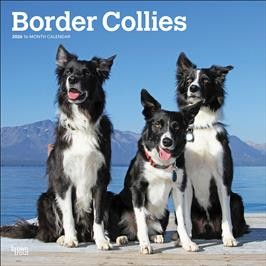 BORDER COLLIES 2026 SQUARE
