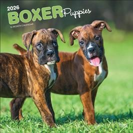 BOXER PUPPIES 2026 SQUARE