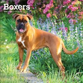 BOXERS INTERNATIONAL EDITION 2026 SQUARE