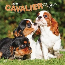 CAVALIER KING CHARLES SPANIEL PUPPIES 2026 SQUARE