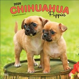CHIHUAHUA PUPPIES 2026 SQUARE