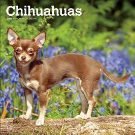 CHIHUAHUAS 2026 SQUARE